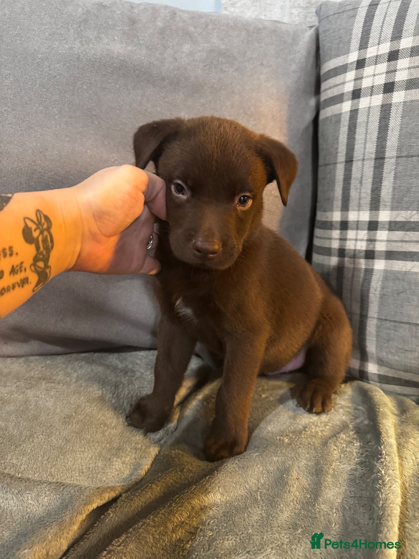 Mixed Breed dogs Staffrador puppies - Advert 6