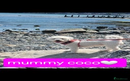 Bichon Frise dogs for sale: Last boy bichon frise pup 🩵 11 weeks old  - Image 9
