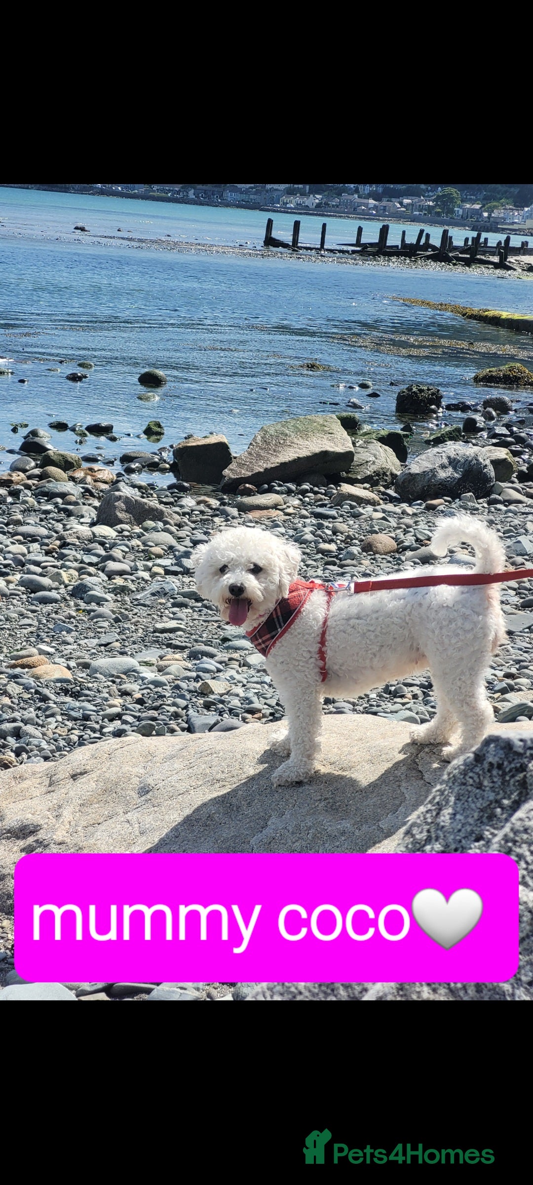 Bichon Frise dogs for sale: Last boy bichon frise pup 🩵 11 weeks old  - Image 9