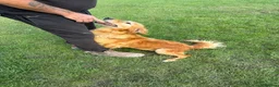 Golden Retriever dogs for sale: Loving golden retriever girl  - Advert 3
