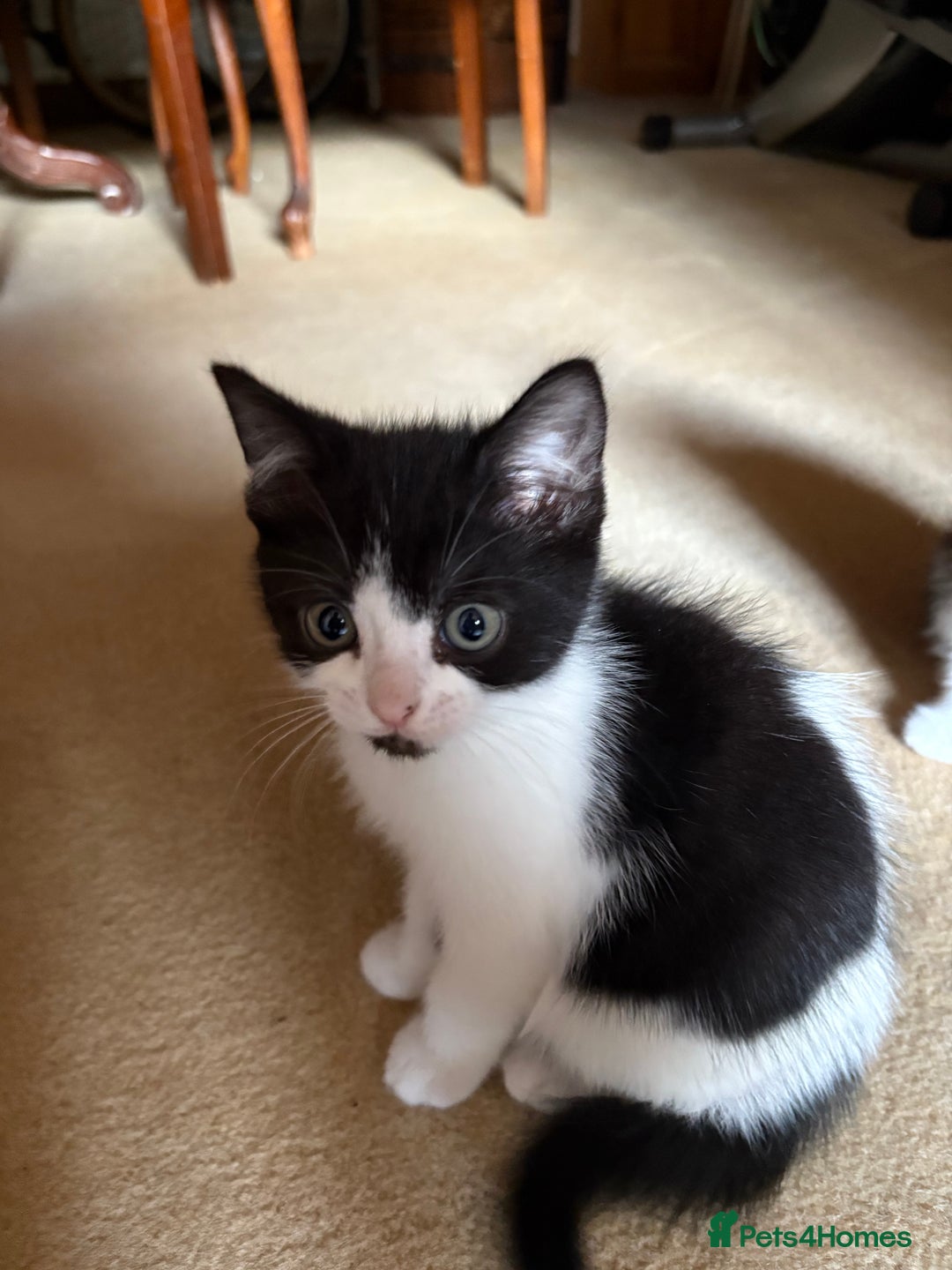 Persian cats for sale: 4 Mixed Persian Kittens - Image 4