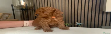 Toy Poodle 1