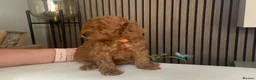 Toy Poodle dogs for sale: Beautiful toy poodles  - Advert 8