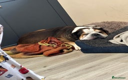 American Bulldog dogs for sale: american bulldog  - Image 7