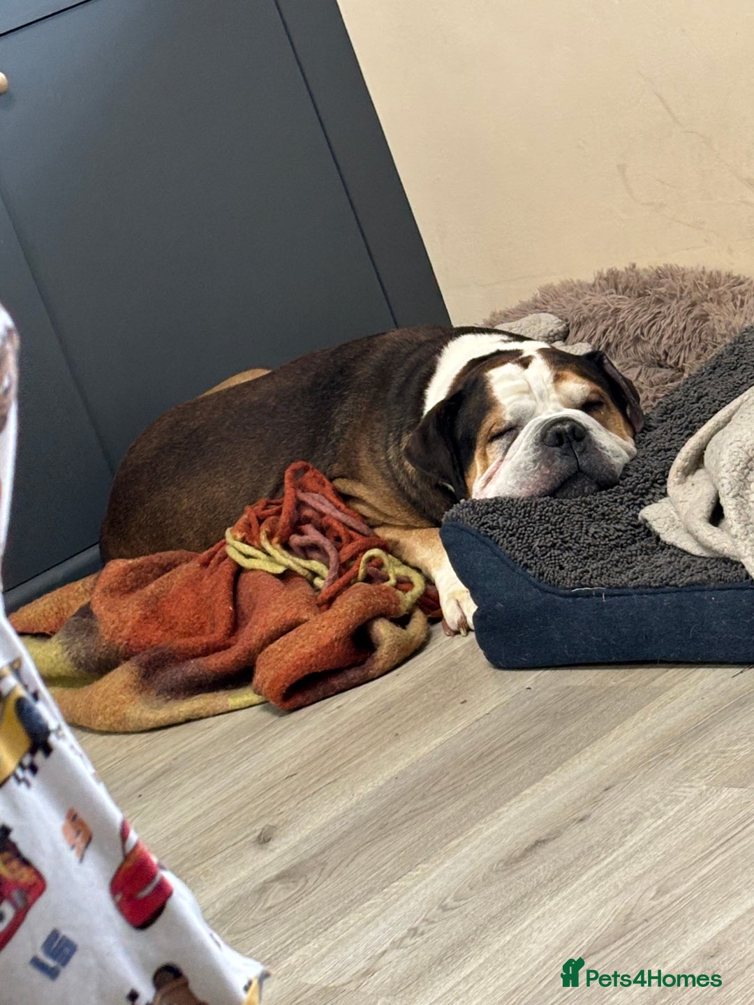 American Bulldog dogs for sale: american bulldog  - Image 7