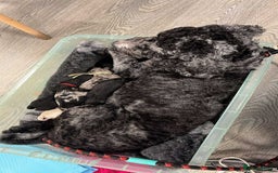 Sproodle dogs for sale: Sproodle puppies  - Image 30