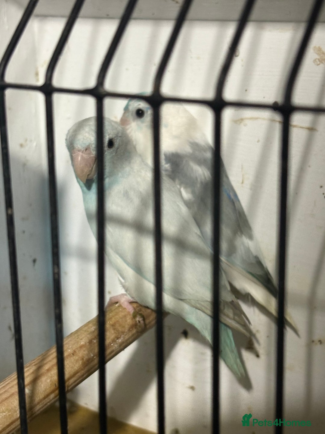 Parakeets birds for sale: Pair parrolets steady birds  - Advert 1