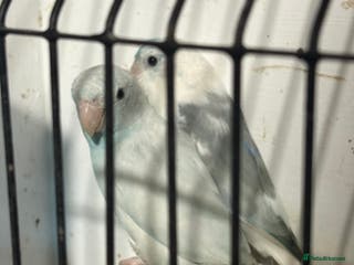 Parakeets birds Pair parrolets steady birds - Advert 1