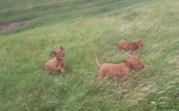 Hungarian Vizsla dogs for sale: Mark  - Image 3