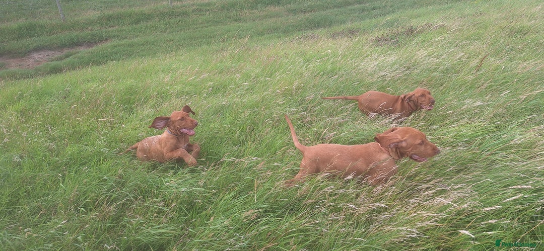 Hungarian Vizsla dogs for sale: Mark  - Image 3