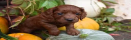 Cockapoo dogs for sale: Stunning F2 Cockapoos - Advert 1