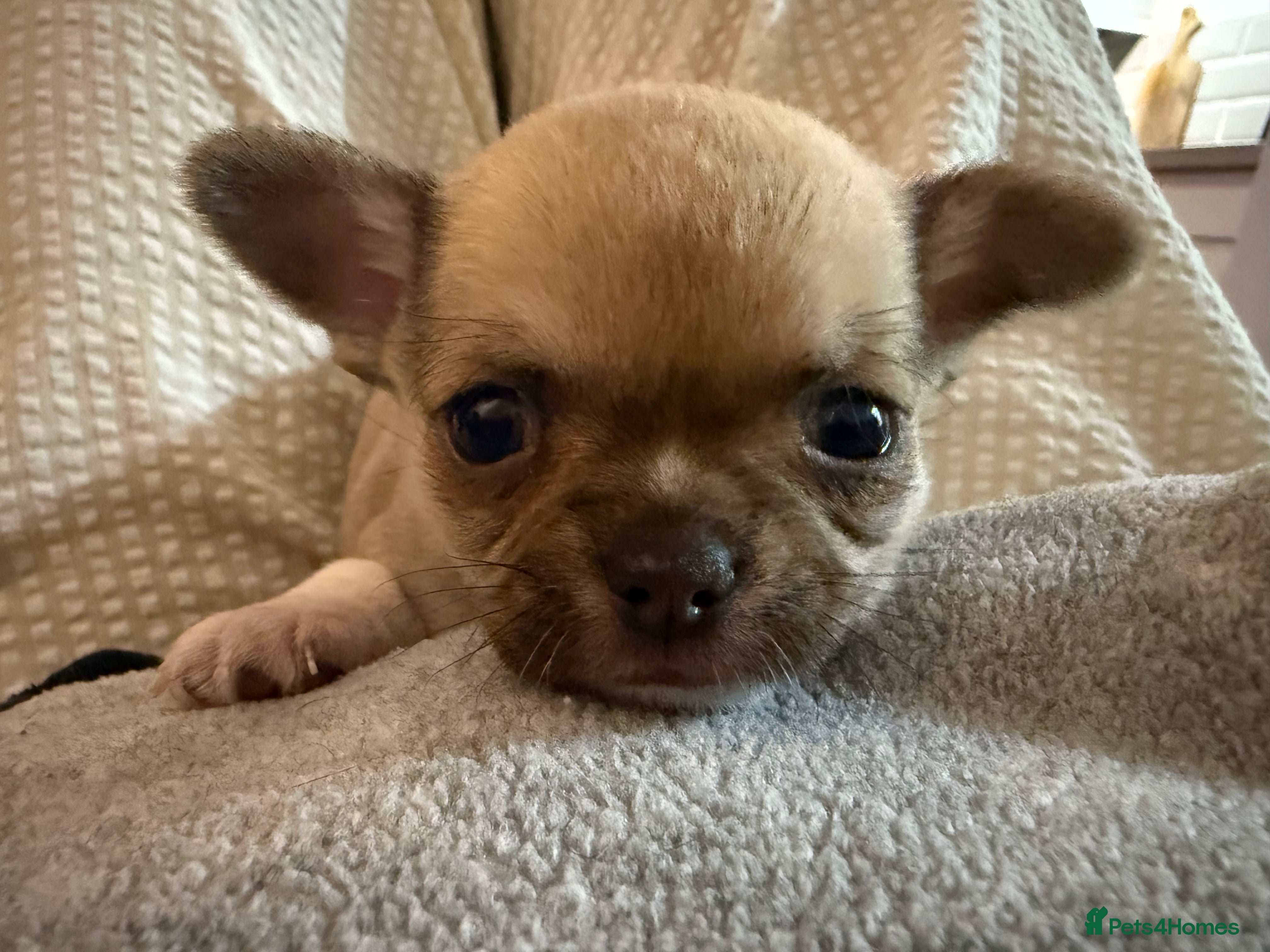 Chihuahua dogs Health tested & KC Reg Chocolate sable boy left! - Advert 15