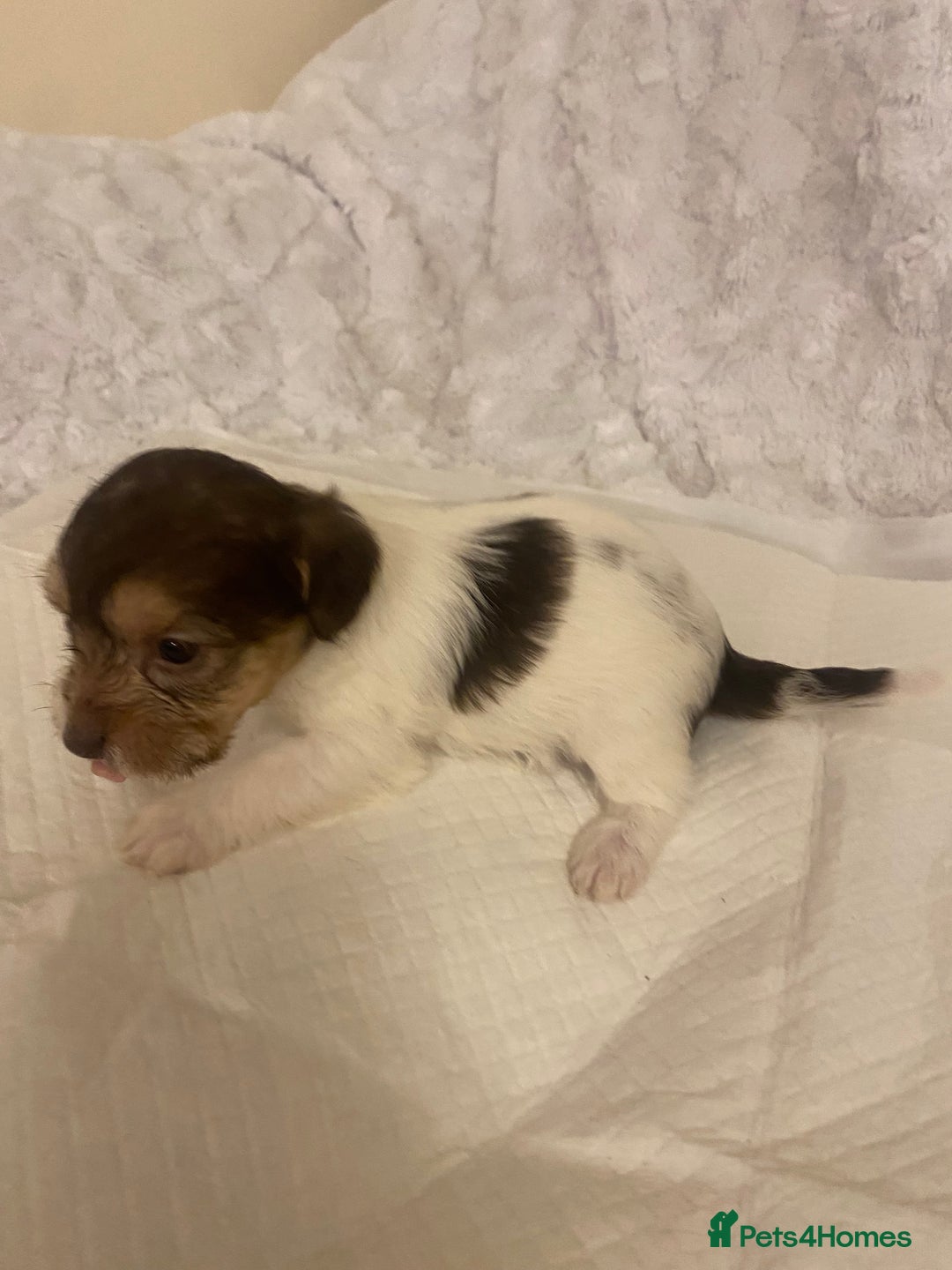 Jackapoo dogs for sale: Jackapoo puppies  - Advert 19