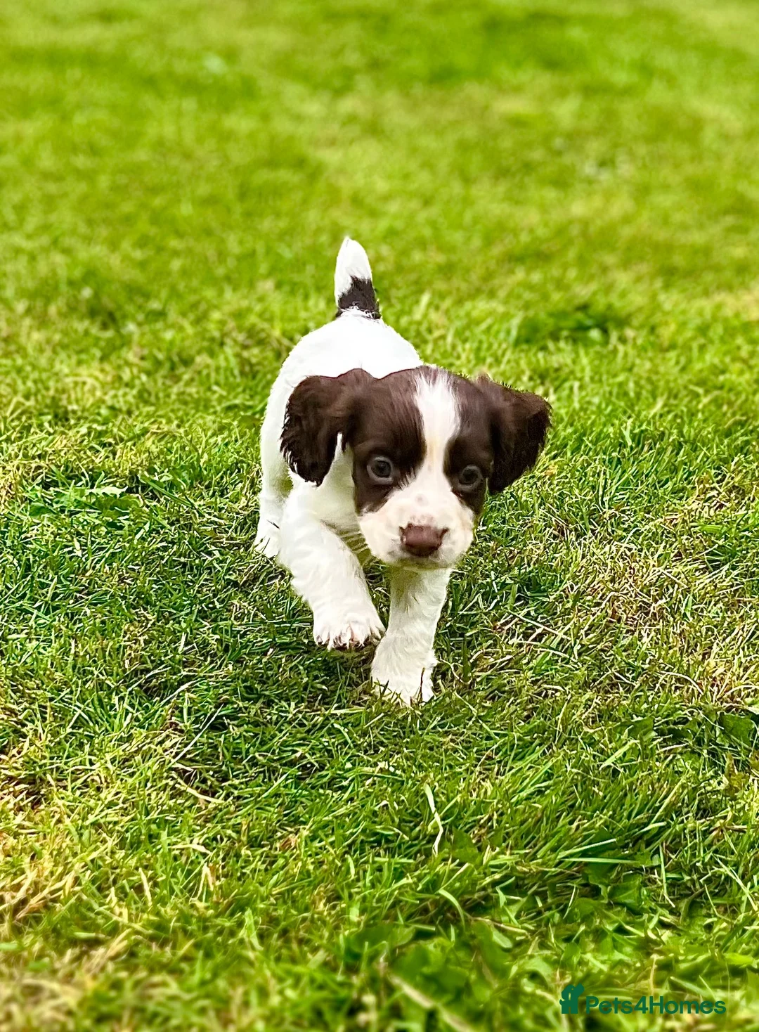 Cocker Spaniel dogs for sale: Working cocker spaniel pups  - Advert 2