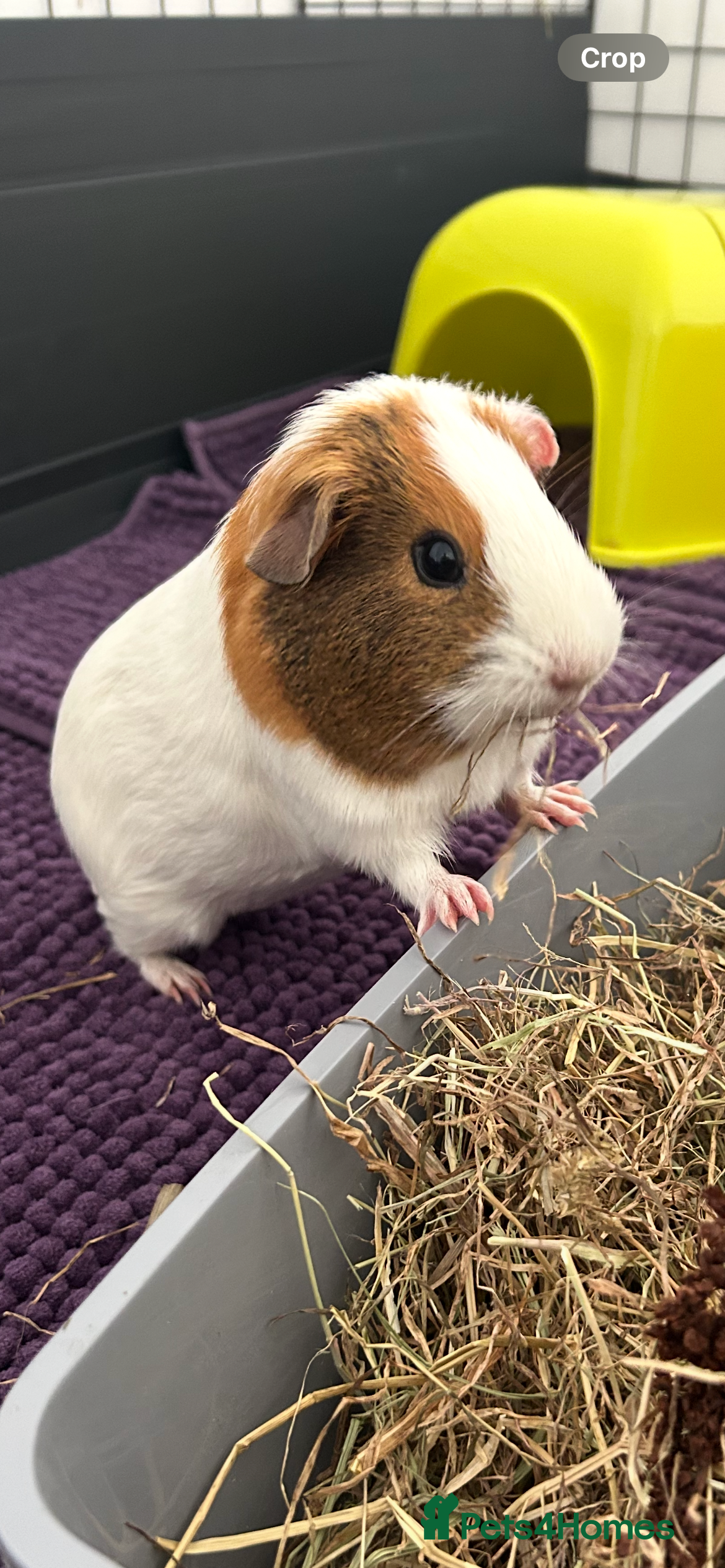 Guinea Pig rodents 2 female guinea pigs - Advert 1