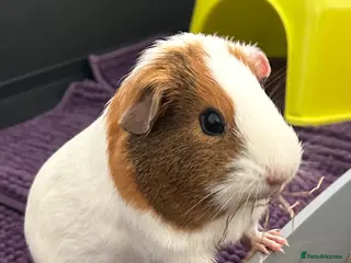 Guinea Pig rodents 2 female guinea pigs - Advert 1