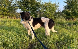 Mixed Breed dogs for adoption: Herby - Norwich Norfolk  - Image 2