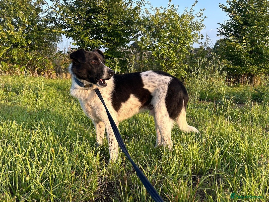 Mixed Breed dogs for adoption: Herby - Norwich Norfolk  - Image 2