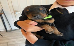 Dobermann dogs for sale: 9 KC Reg pedigree Doberman puppies - Image 11