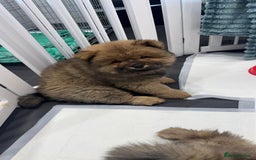 Chow Chow dogs for sale: Chow Puppies looking for new home - Image 34
