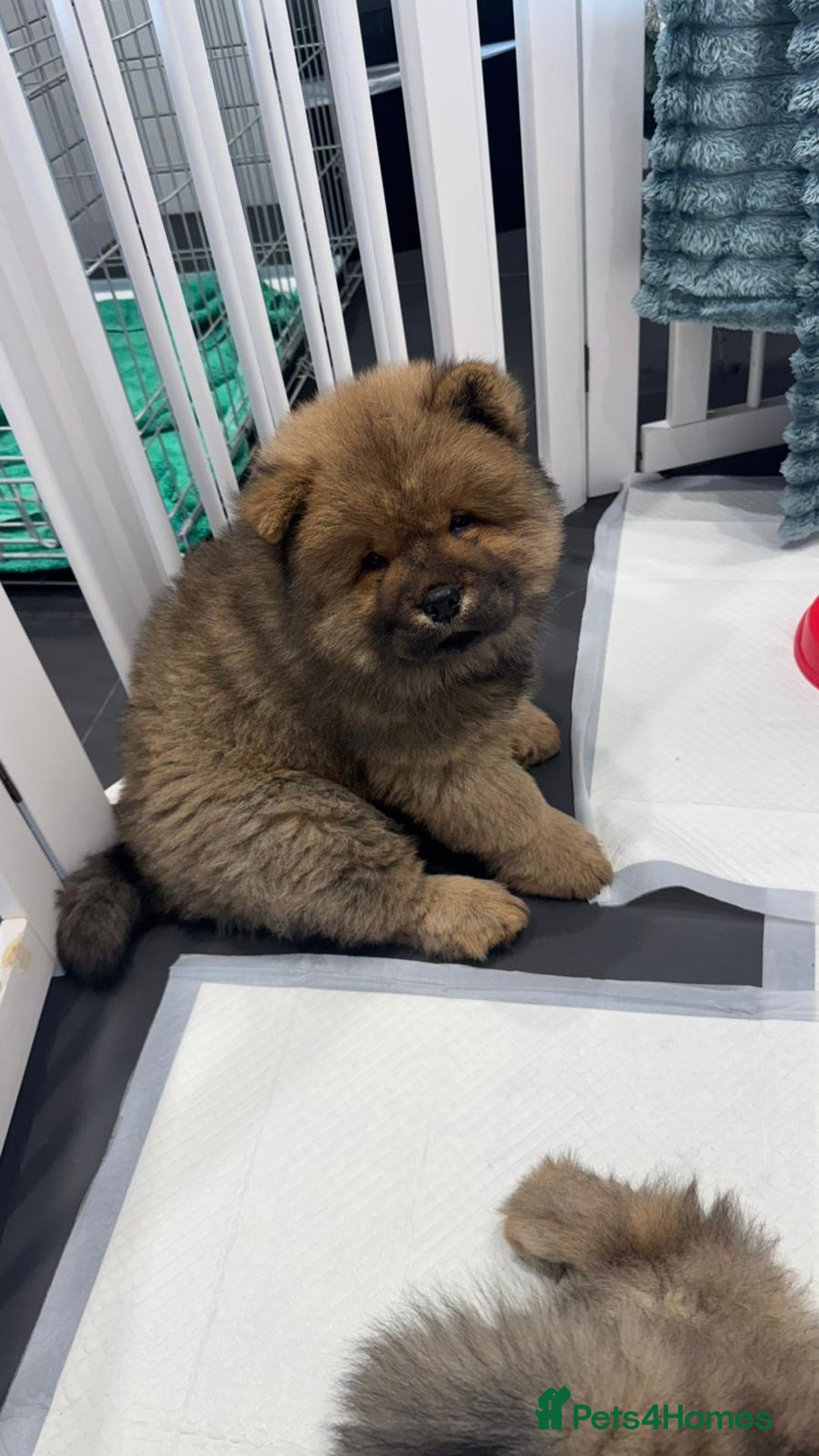 Chow Chow dogs for sale: Chow Puppies looking for new home - Image 34