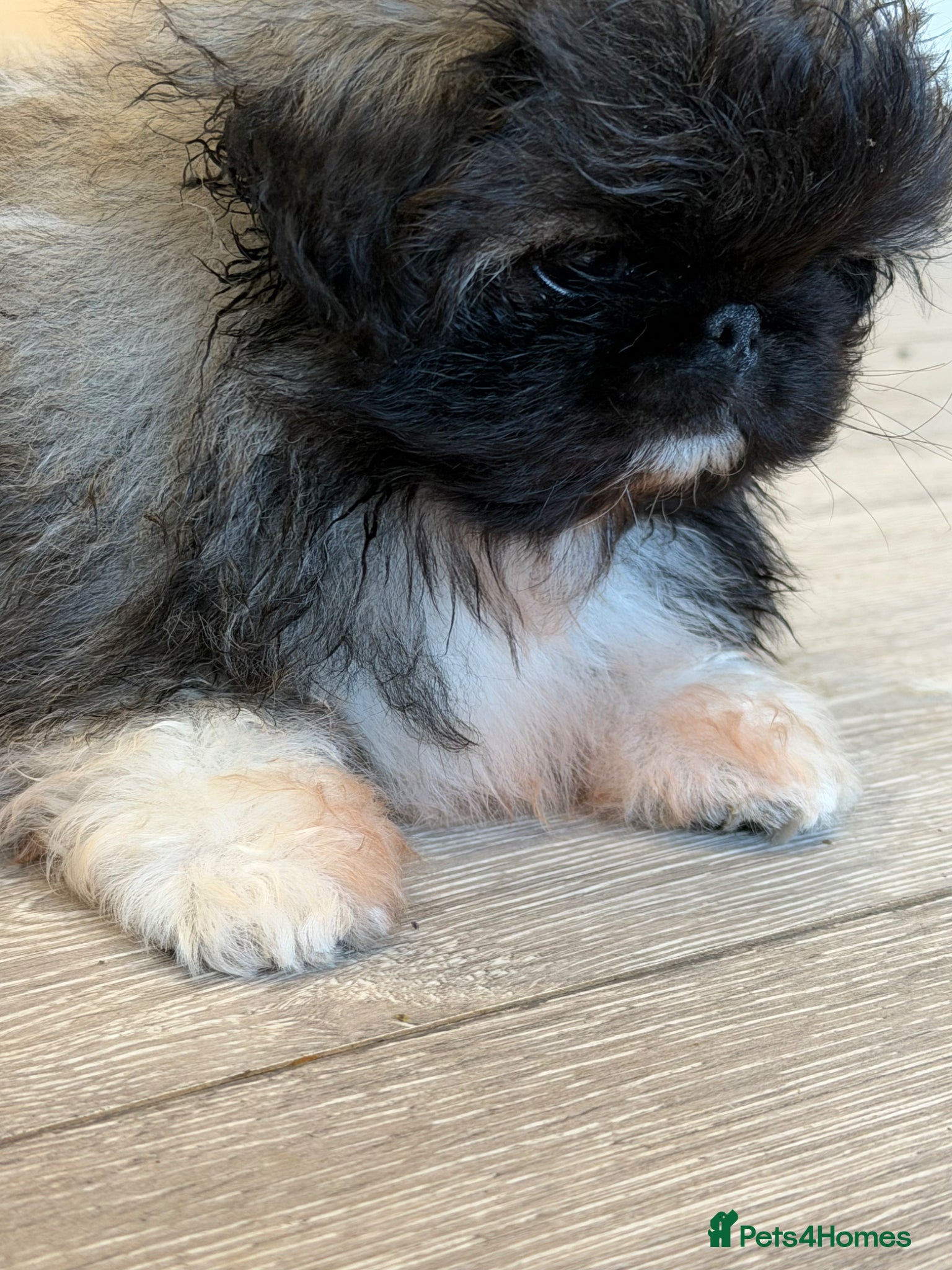 Pekingese dogs Kc Pekingnese boys available - Advert 1