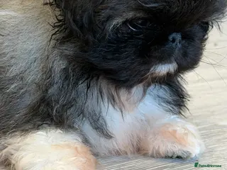 Pekingese dogs Kc Pekingnese boys available - Advert 2