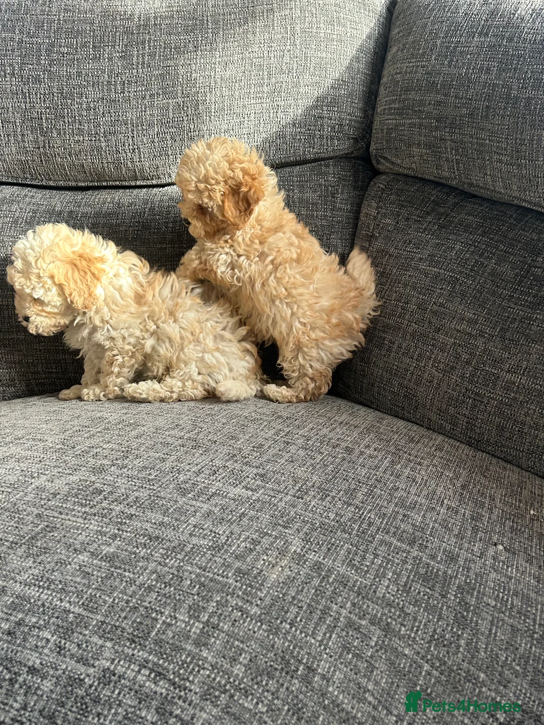 Cavapoochon dogs for sale: Cavapoochon puppies for sale  in Stoke-on-Trent - Advert 3