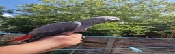 Parrots birds for sale: Super tame African Greys  in Harrow - Advert 6