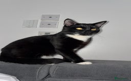 Domestic Shorthair cats for sale: Bonded  male cats  - Image 2