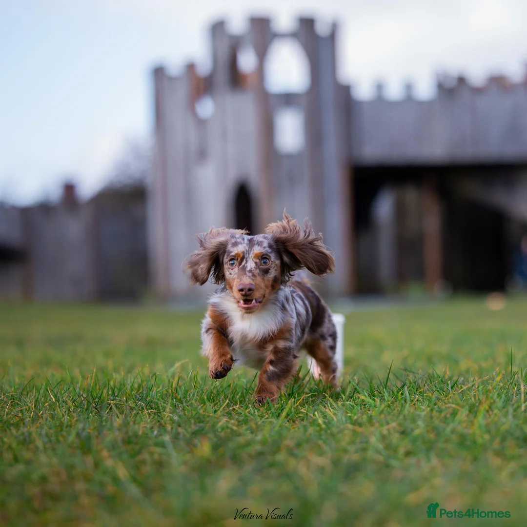 Dachshund dogs for stud: Dapple chocolate tan  in Bedford - Advert 7