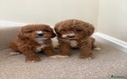 Cavapoo dogs for sale: Stunning F1b Deep Fox Red Toy cavapoos - Image 2