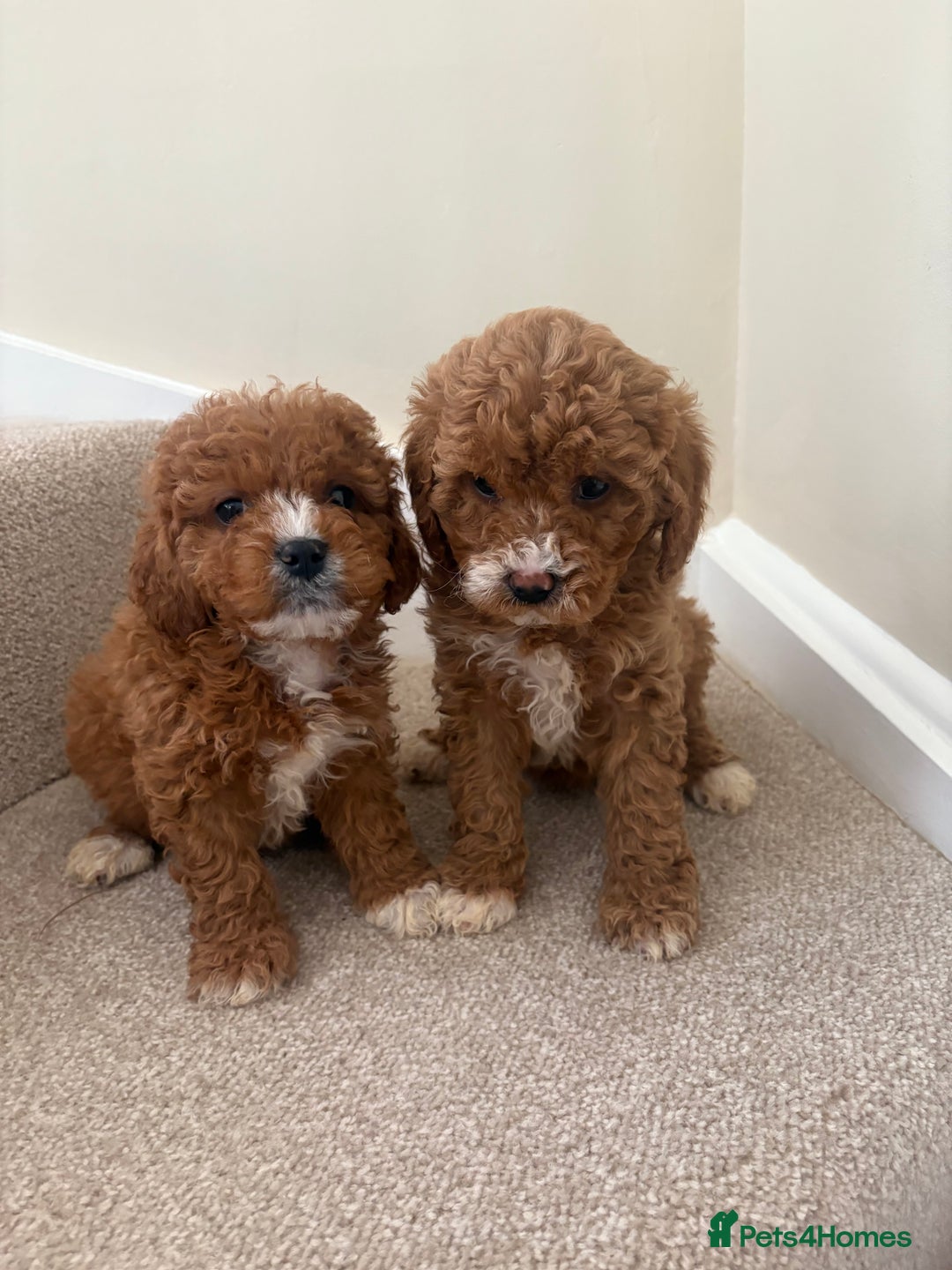 Cavapoo dogs for sale: Stunning F1b Deep Fox Red Toy cavapoos - Image 2