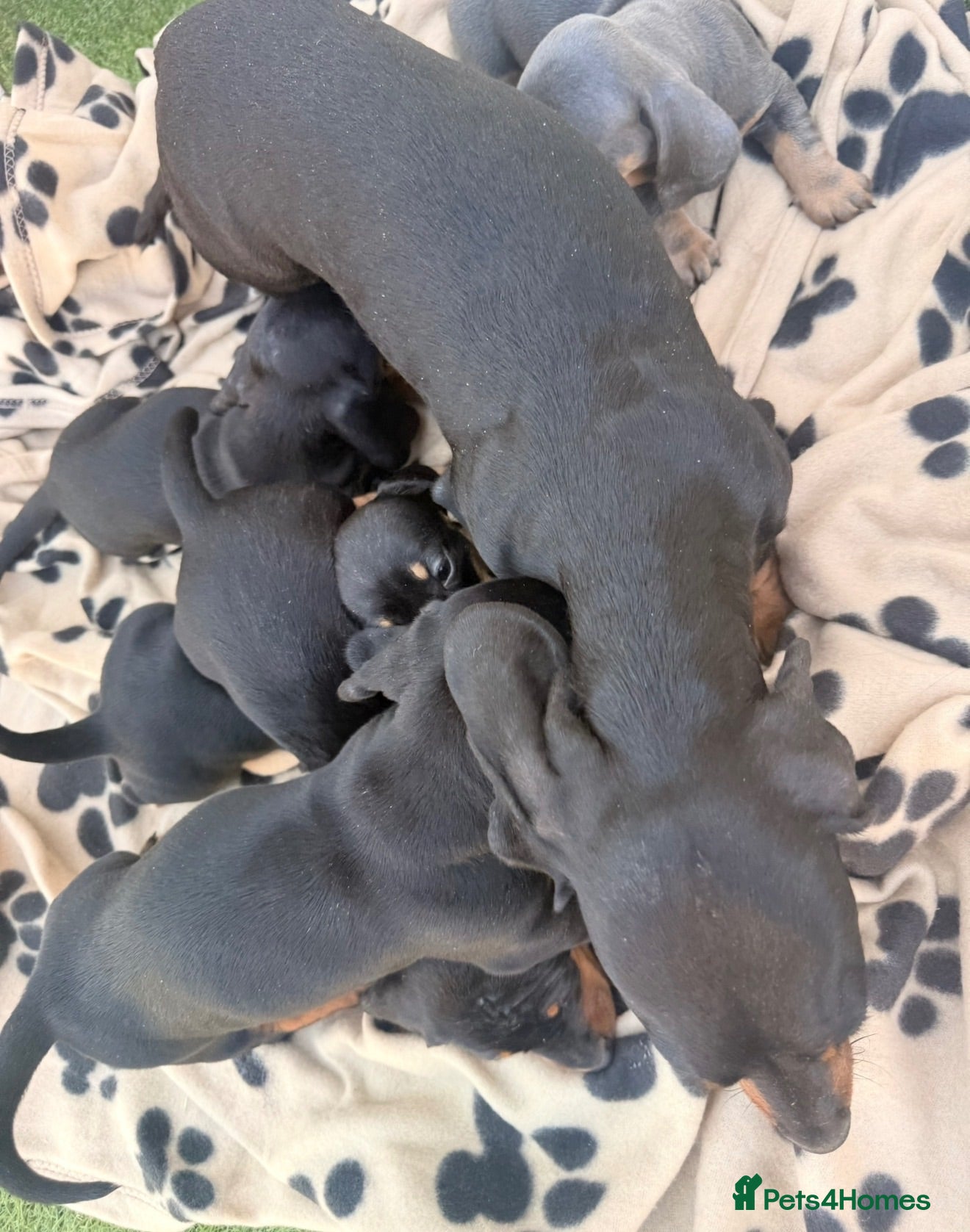 Dachshund dogs 5 beautiful full bread dachshund for sale  - Advert 1