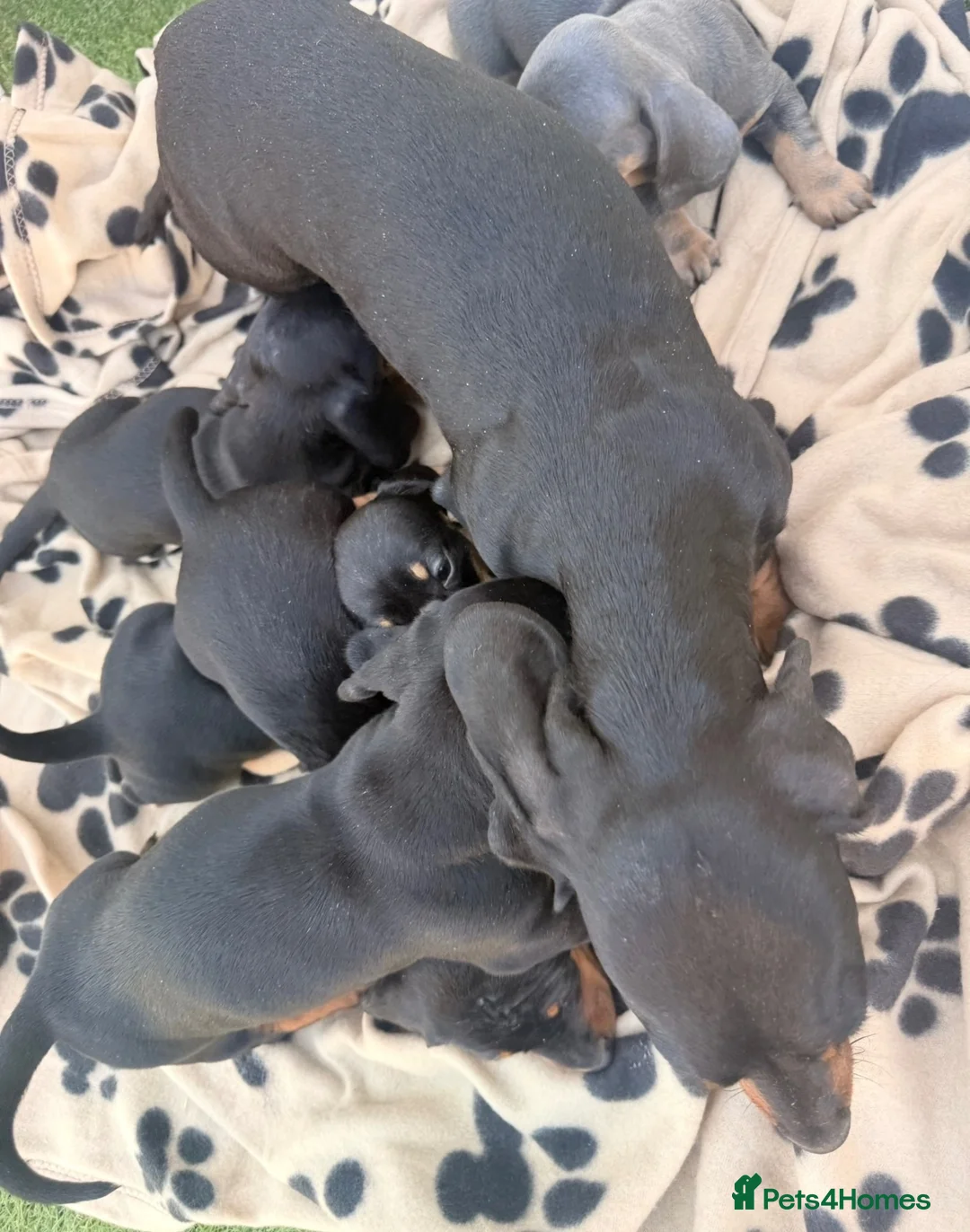 Dachshund dogs for sale: 5 beautiful full bread dachshund for sale  in Newport Pagnell - Advert 1