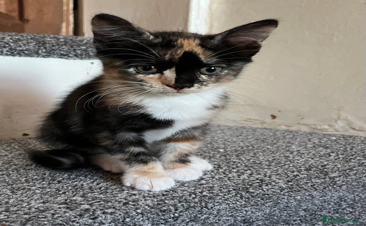 Mixed Breed cats - Advert 15