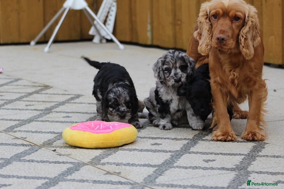 Cockapoo dogs for sale: F1 Cockapoos for sale  - Image 40