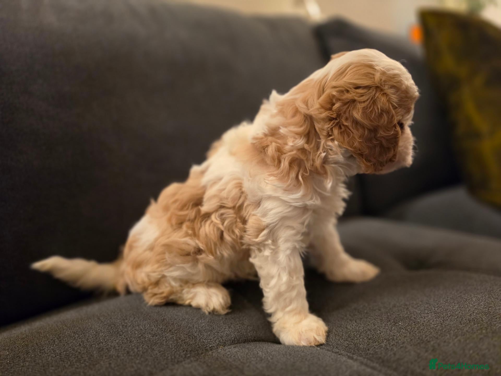 Cavapoo dogs F1 Cavapoo puppies - Advert 2