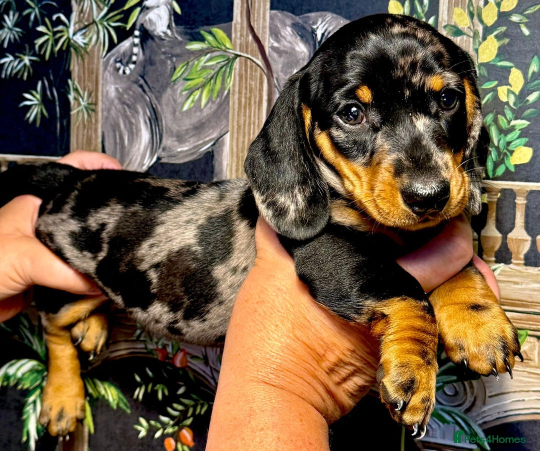 Miniature Dachshund dogs for sale: Stunning Unique Miniature Dachshund Puppies  - Image 2