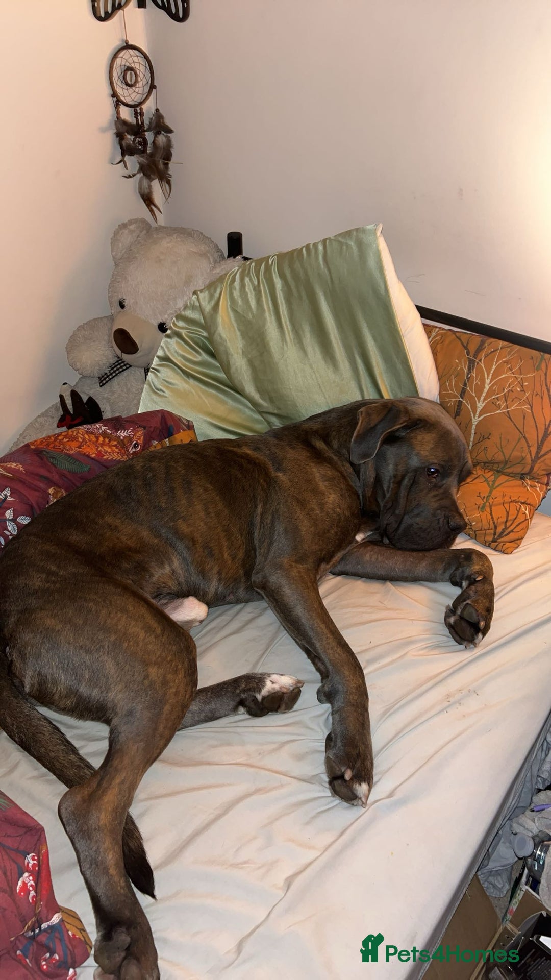 Cane Corso dogs for sale: Red. 2 year old Cane Corso,  **   - Advert 3