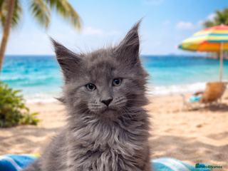 Maine Coon cats Tica kittens - Advert 12