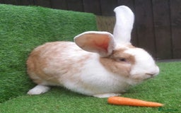 Continental Giant rabbits for sale: Woodland View Star Bunny Studs - Vaccinated  in Runcorn - Image 12