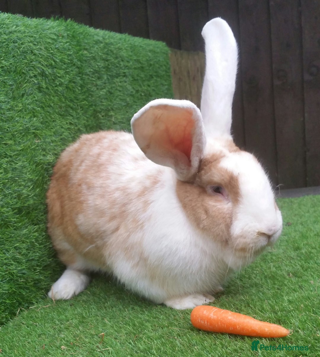 Continental Giant rabbits for sale: Woodland View Star Bunny Studs - Vaccinated  in Runcorn - Image 12