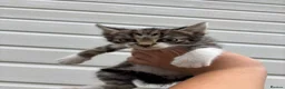 Mixed Breed cats for sale: Beautiful kittens in Pershore - Advert 3