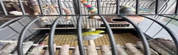 Budgerigars birds for sale: 4 budgies ( 25 pounds each) - Advert 8
