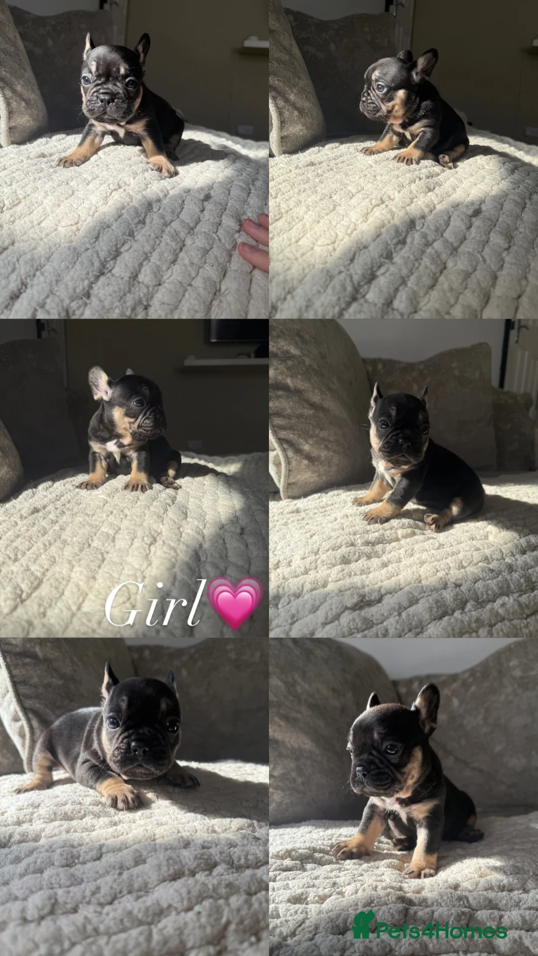 French Bulldog dogs for sale: 4 french bulldog puppies for sale  - Advert 1