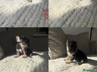 French Bulldog dogs 4 french bulldog puppies for sale - Advert 2