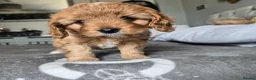 Cavapoo dogs for sale: Teddy bear F1 cavapoo  - Advert 17