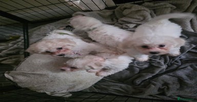 Bichon Frise dogs - Advert 13