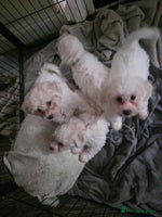 Bichon Frise dogs - Advert 13